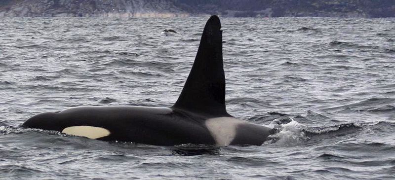 800px-Tysfjord_orca_1.jpg