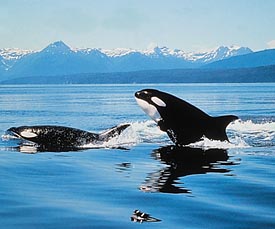 956ab0deb2_3017975_o2.jpg