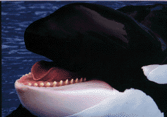 6206b519e5_3005616_o2.gif