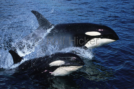 6647b3db1c_3993490_u.jpg