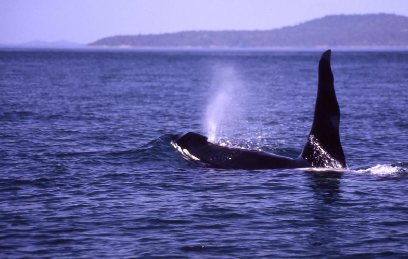 33015825.whaleprint1.jpg