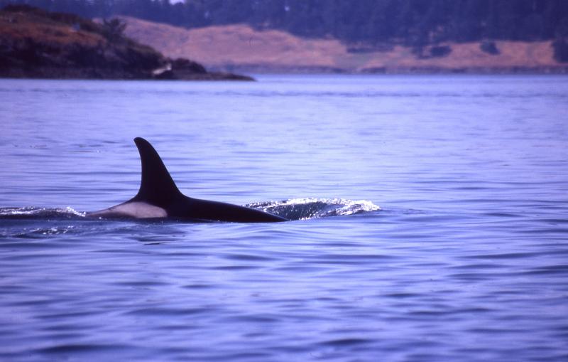 33015828.whaleprintother.jpg