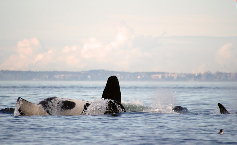 41728265.0killerwhalesDSC_0435.jpg