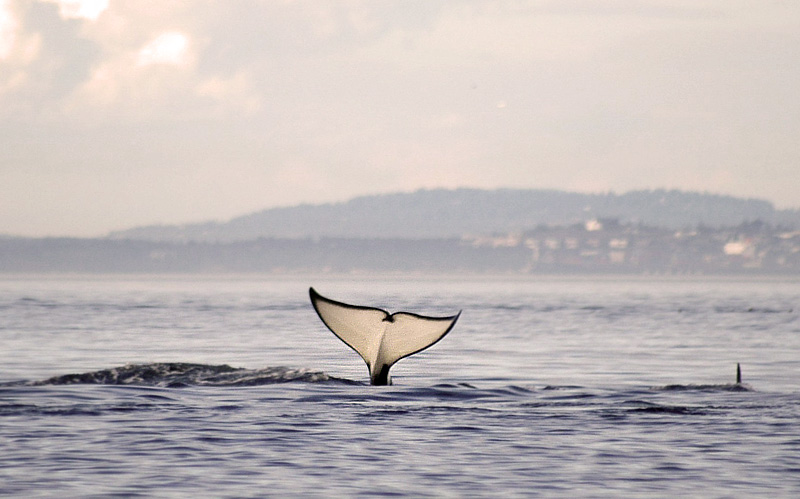 42240419.tail1small.jpg