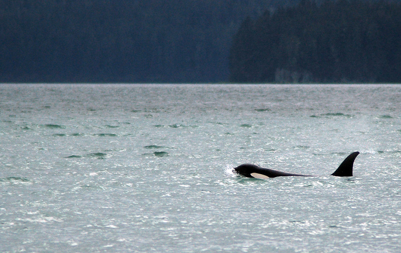 48995039.orcaswimmingnearglacieralaska.jpg