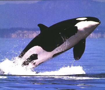 b5a18c2e67_16249129_o2.jpg