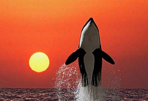 b7a163f21f_3232308_o2.jpg