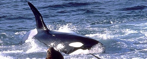 bannerorca.jpg