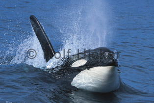 bc_whale_watching.jpg
