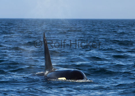 CRW_7206.jpg