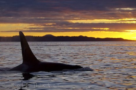 dorsal fin.jpg