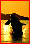 Kayak w Orca Button small.jpg