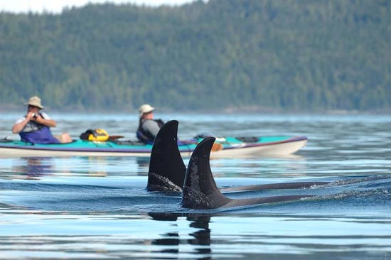 kayak-and-whales3-b.jpg