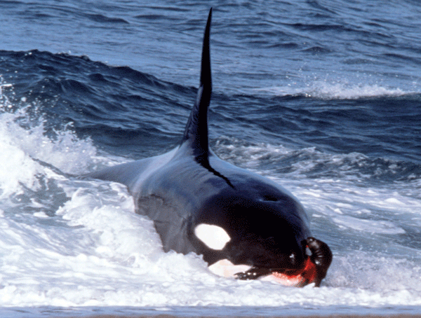 killer_sealionpup.gif