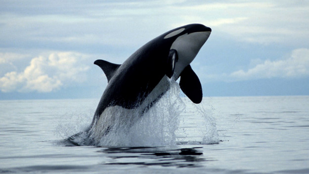 killer_whale_1.jpg