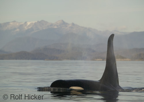 killer_whales.jpg