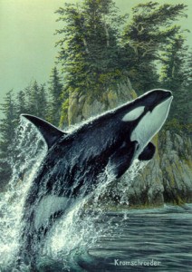 killerwhale_2589_lee_kromschroeder.jpg