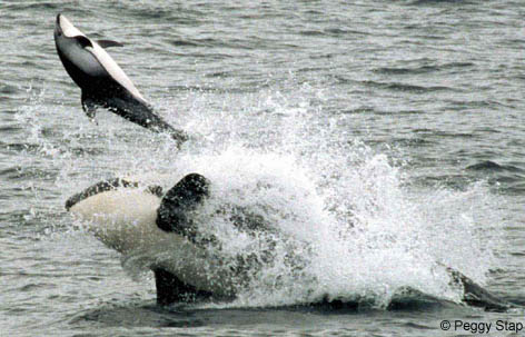 KillerWhaleAttackingDolphinPS.jpg