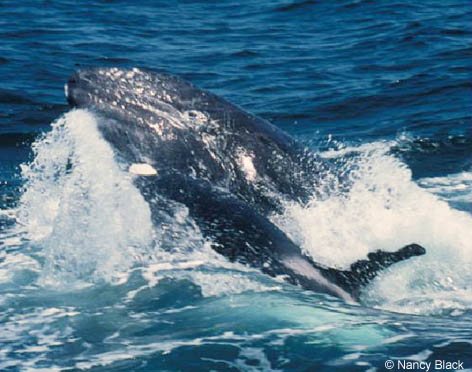 KillerWhaleAttackingGrayWhaleNB.jpg
