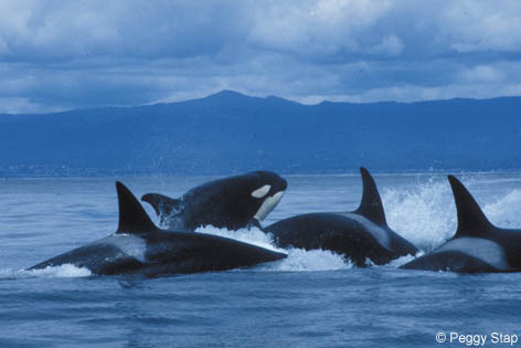 KillerWhaleChasePS.jpg