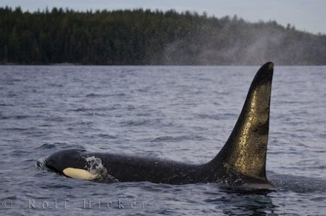 killer-whale-profile.jpg
