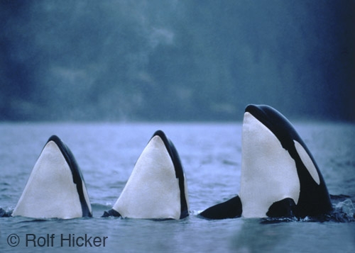 killer-whales[1].JPG