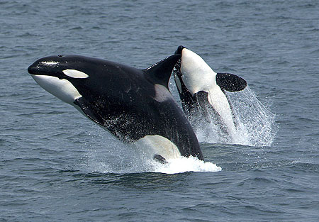 Killerwhales_jumping.jpg
