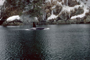 kosatka-drava-8.jpg