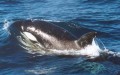 n200509150909_kos.jpg