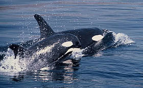 orca2_232738.jpg