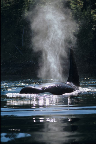 orca3-b.jpg