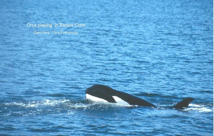 Orca  Play 1.jpg
