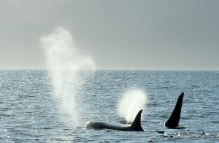 Orca Blow 1.jpg