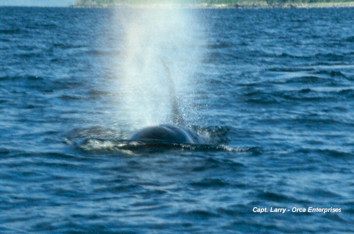 Orca Blow 2.jpg