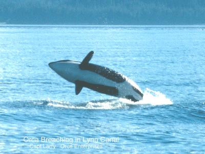 Orca Breach 1.jpg