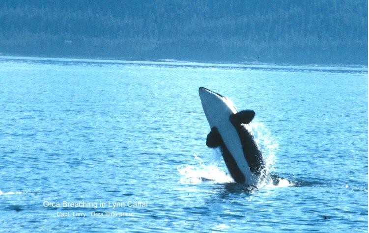 Orca Breach 2.jpg
