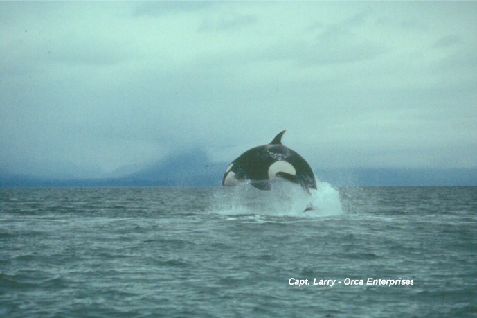 Orca Breach 3.jpg