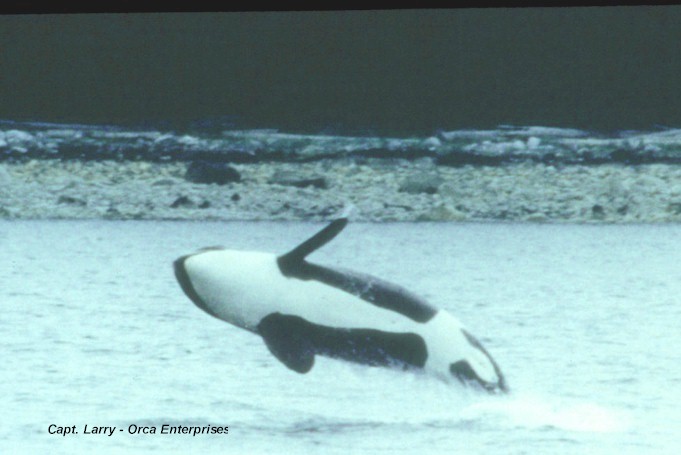 Orca breach 4.jpg
