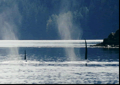 orca camp 2 dorsal fins.gif
