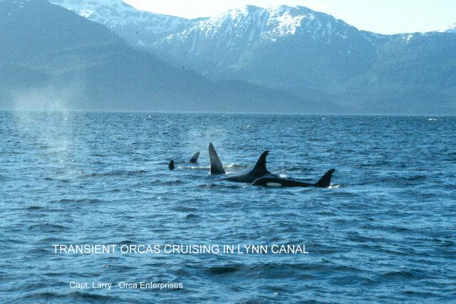 Orca Cruisers.jpg
