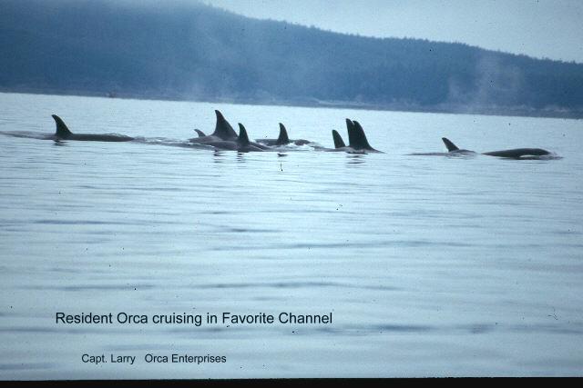 Orca Cruisers 2.jpg