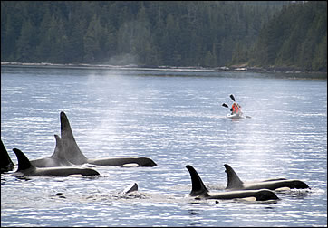 orca philip with kayaker ghk.jpg