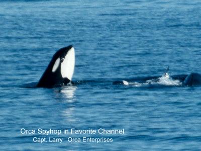 Orca Spyhop.jpg