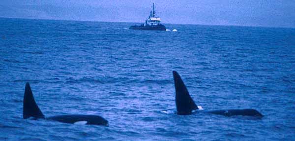 Orca_2males-mtybay.jpg
