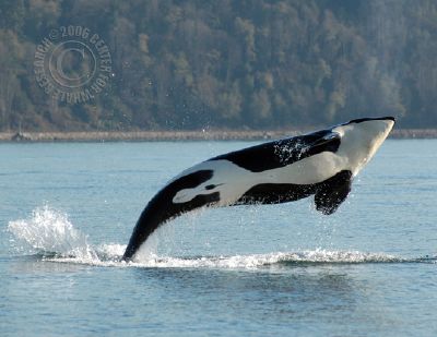orca_breech.jpg