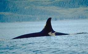 Orca_dorsalfin_NOAA.JPG