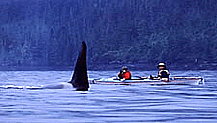 orca_fin_small_for_tours_page.gif