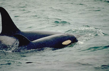 Orca_mother_calf.JPG