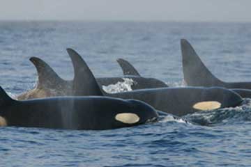 Orca_pod_southern_residents.jpg