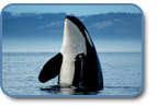 orca_spirit_gallery.png
